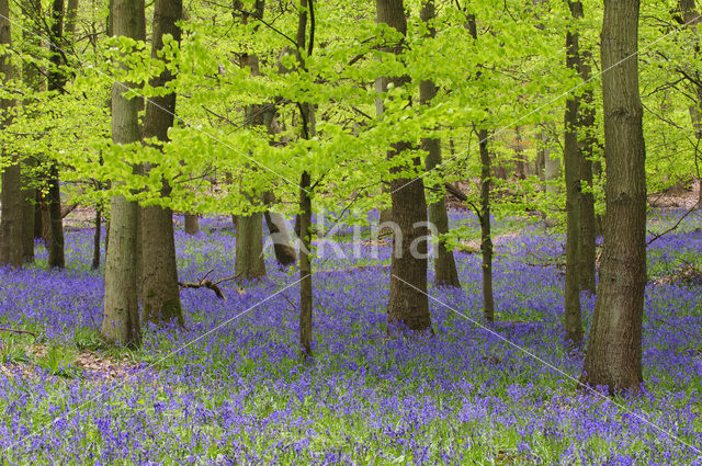 Bluebell (Scilla non-scripta)