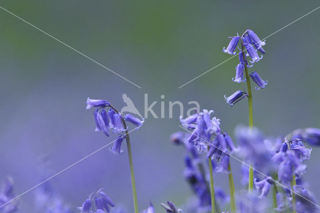 Bluebell (Scilla non-scripta)