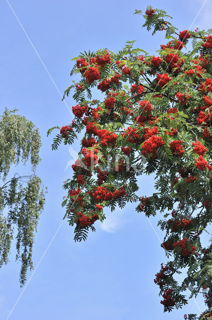 Wilde lijsterbes (Sorbus aucuparia)