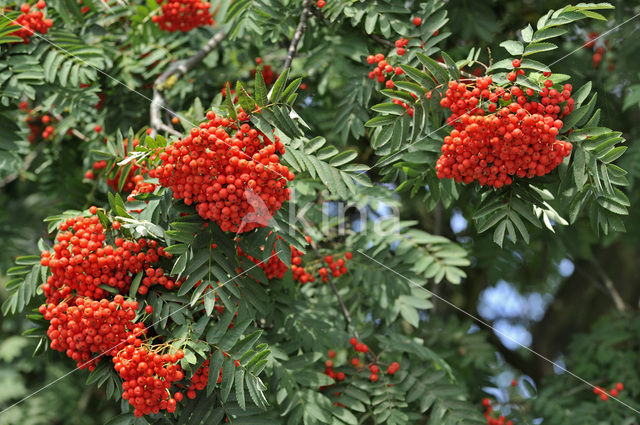 Wilde lijsterbes (Sorbus aucuparia)