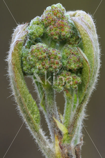 Wilde lijsterbes (Sorbus aucuparia)