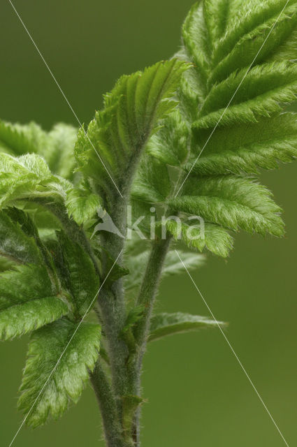 Wilde lijsterbes (Sorbus aucuparia)