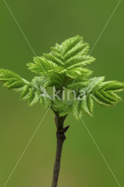 Wilde lijsterbes (Sorbus aucuparia)