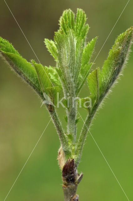 Wilde lijsterbes (Sorbus aucuparia)