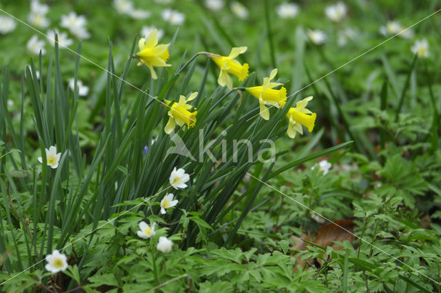 Wild Daffodil (Narcissus pseudonarcissus)