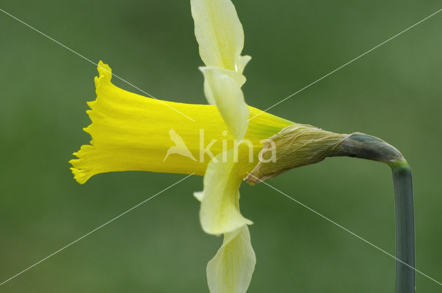 Wilde narcis (Narcissus pseudonarcissus)