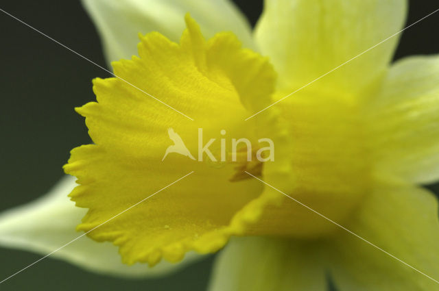 Wilde narcis (Narcissus pseudonarcissus)