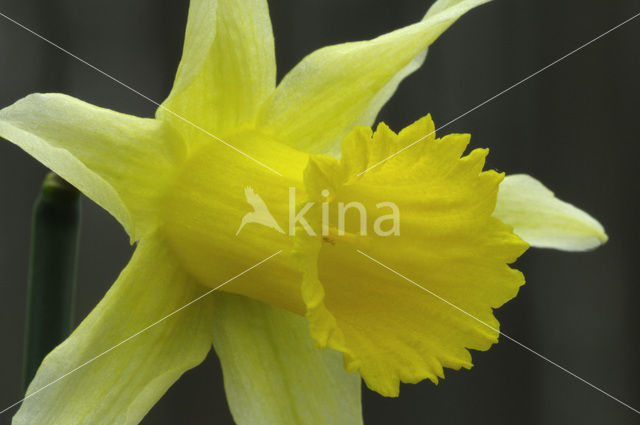 Wilde narcis (Narcissus pseudonarcissus)