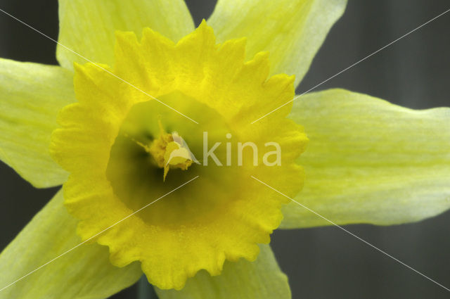 Wild Daffodil (Narcissus pseudonarcissus)