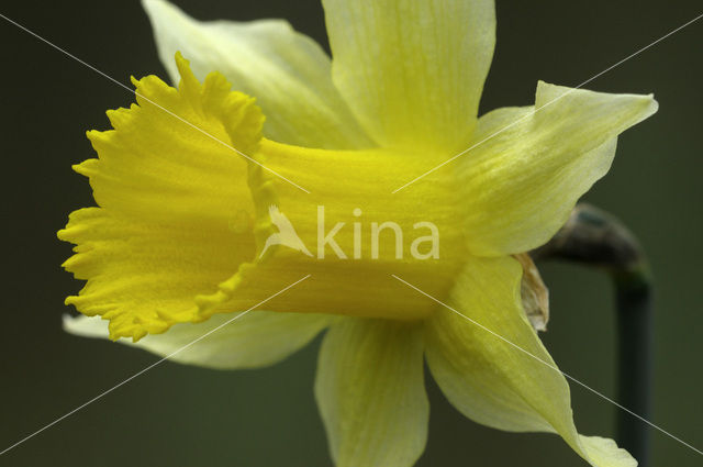 Wilde narcis (Narcissus pseudonarcissus)