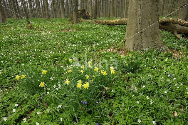 Wilde narcis (Narcissus pseudonarcissus)