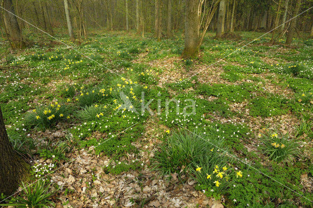 Wild Daffodil (Narcissus pseudonarcissus)