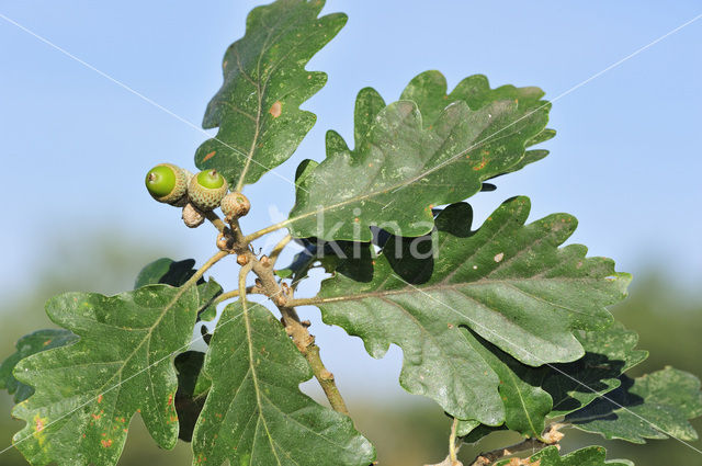 Sessile Oak