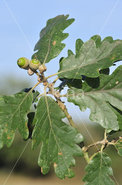 Wintereik (Quercus petraea)