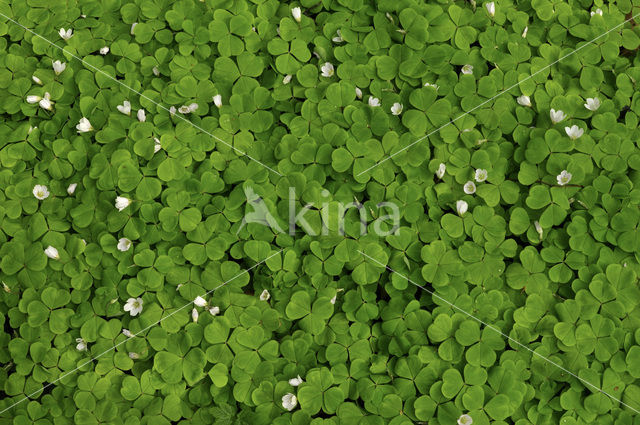 Witte klaverzuring (Oxalis acetosella)