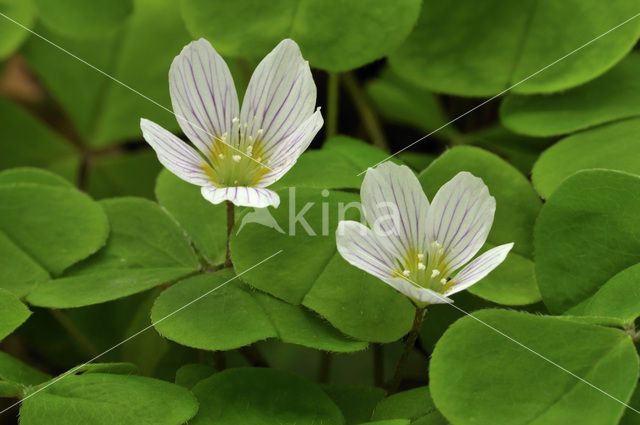 Wood-sorrel (Oxalis acetosella)