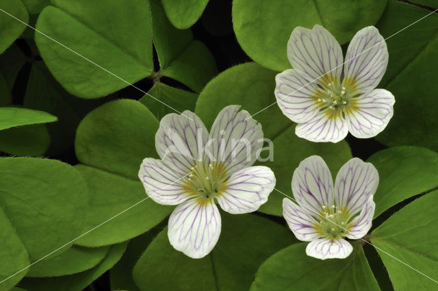 Wood-sorrel (Oxalis acetosella)