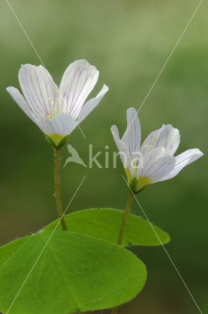 Wood-sorrel (Oxalis acetosella)