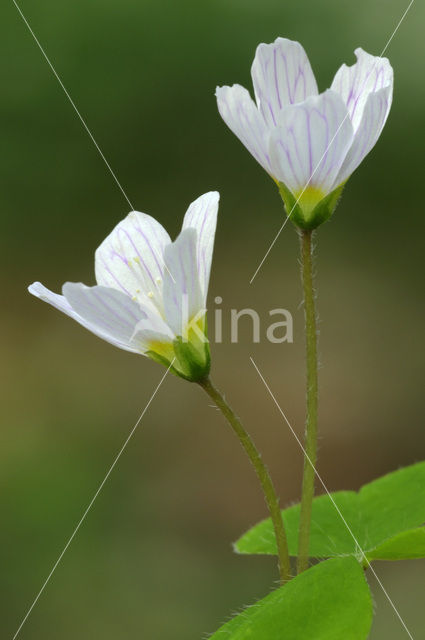 Wood-sorrel (Oxalis acetosella)