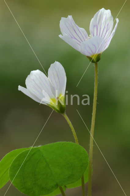 Wood-sorrel (Oxalis acetosella)