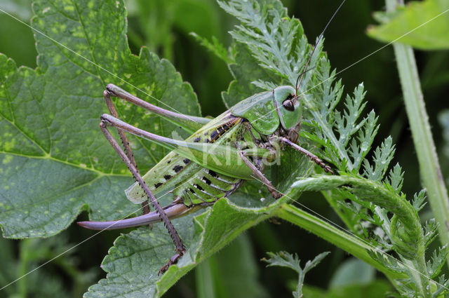 Wrattenbijter (Decticus verrucivorus)