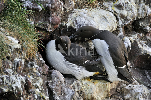 Guillemot