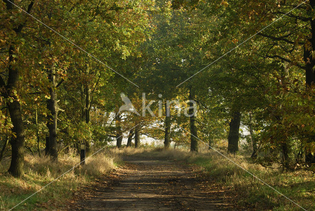 Zomereik (Quercus robur)