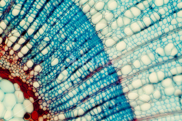 Zomerlinde (Tilia platyphyllos)