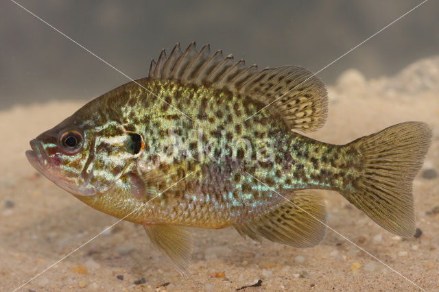 Pumpkinseed Sunfish (Lepomis gibbosus)