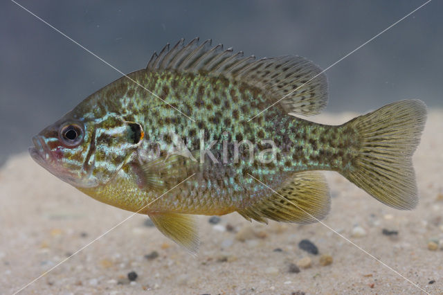 Pumpkinseed Sunfish (Lepomis gibbosus)