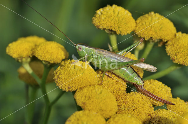 Long-winged Cone-head (Conocephalus discolor)