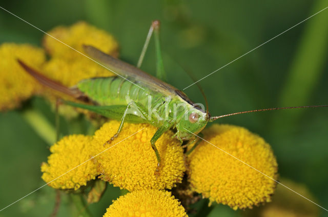 Long-winged Cone-head (Conocephalus discolor)