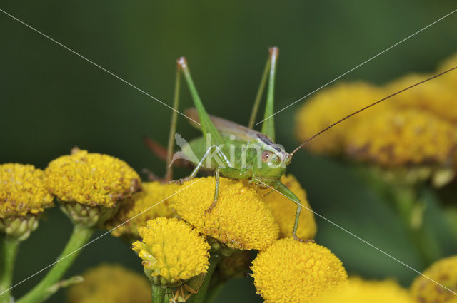 Long-winged Cone-head (Conocephalus discolor)