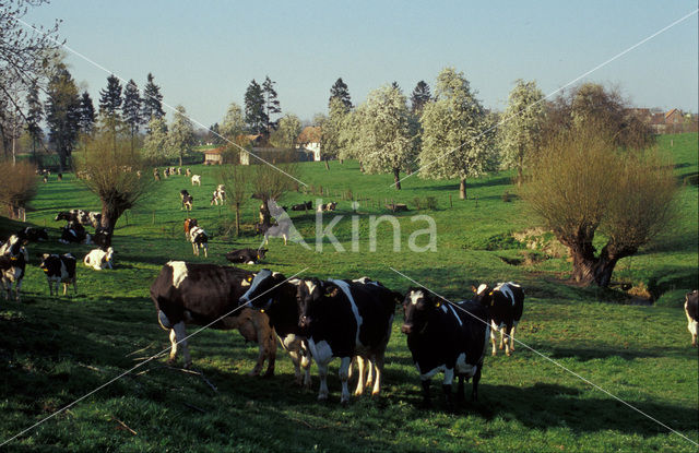 Zwartbonte koe (Bos domesticus)