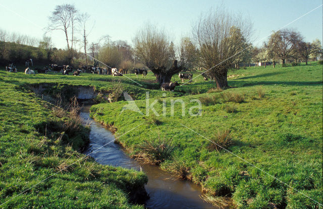 Zwartbonte koe (Bos domesticus)