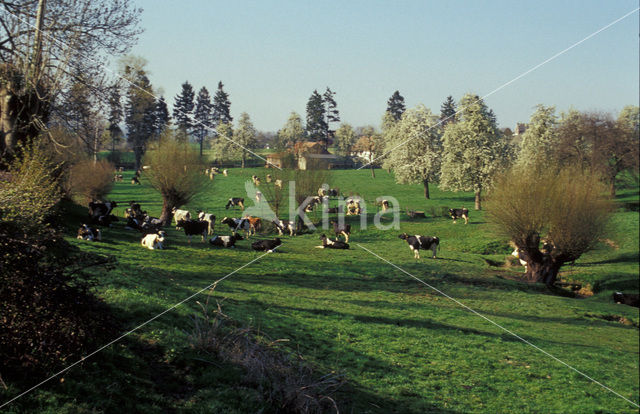 Zwartbonte koe (Bos domesticus)