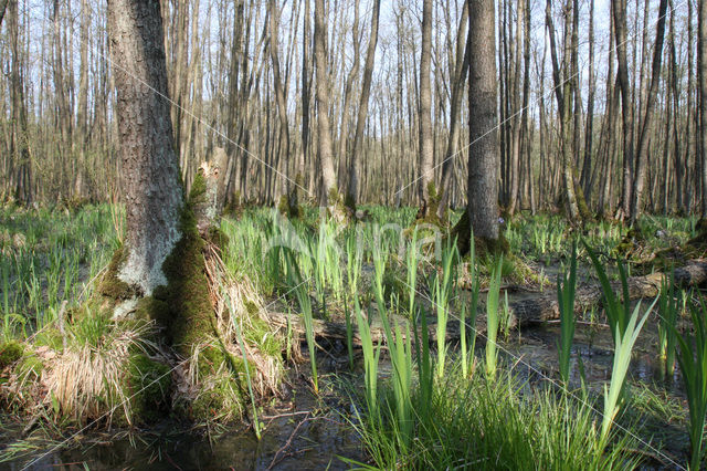 black alder (Alnus glutinosa)