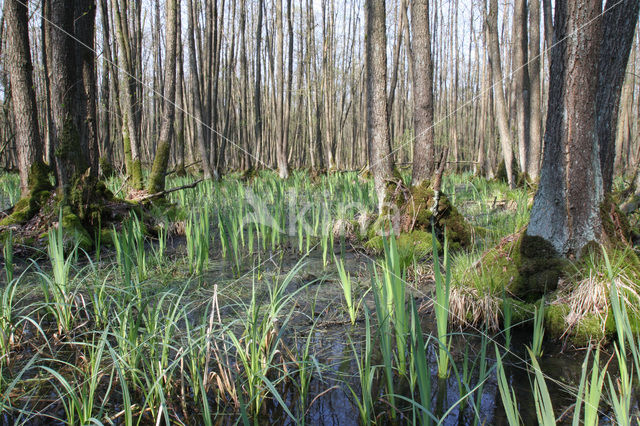 black alder (Alnus glutinosa)