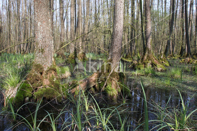 Zwarte els (Alnus glutinosa)