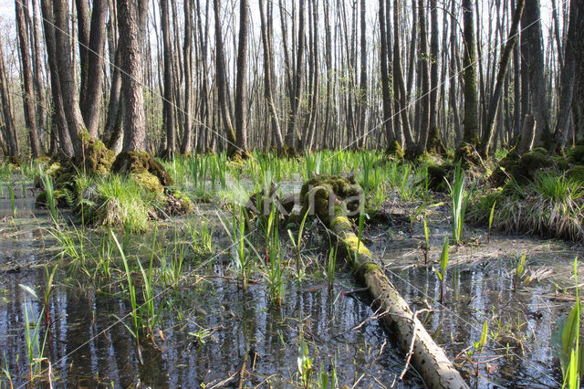 black alder (Alnus glutinosa)