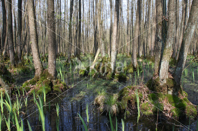 black alder (Alnus glutinosa)