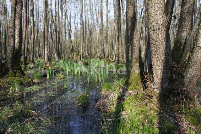 black alder (Alnus glutinosa)