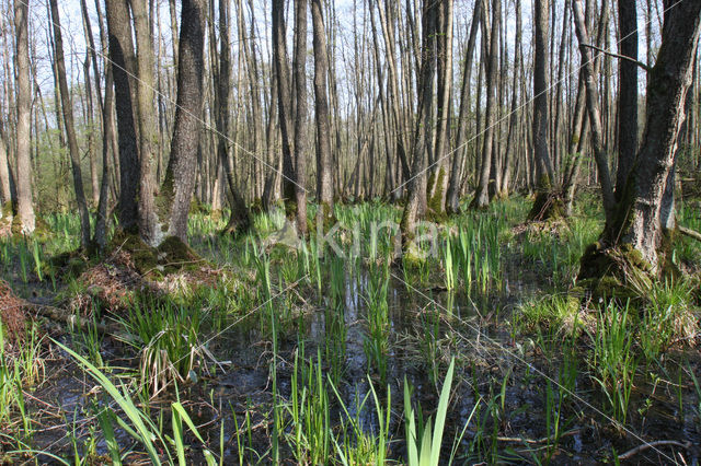 black alder (Alnus glutinosa)