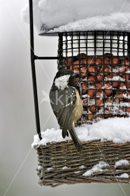 Zwarte Mees (Parus ater)