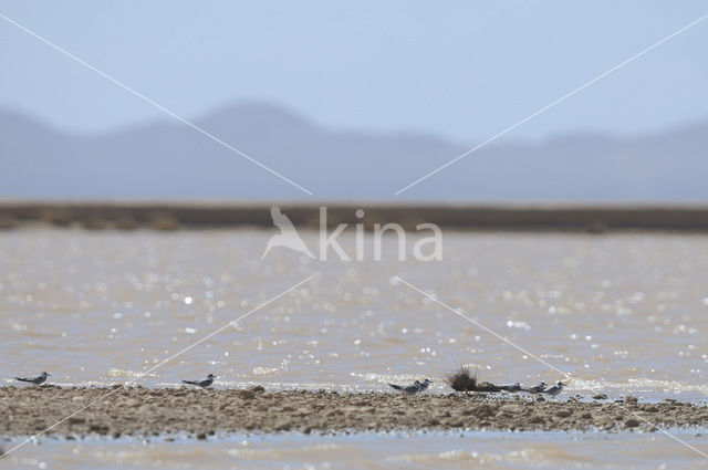 Black Tern (Chlidonias niger)