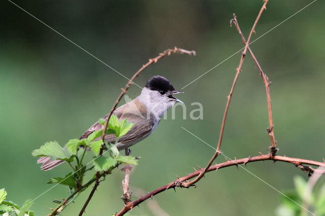 Blackcap (Sylvia atricapilla)