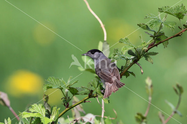 Blackcap (Sylvia atricapilla)