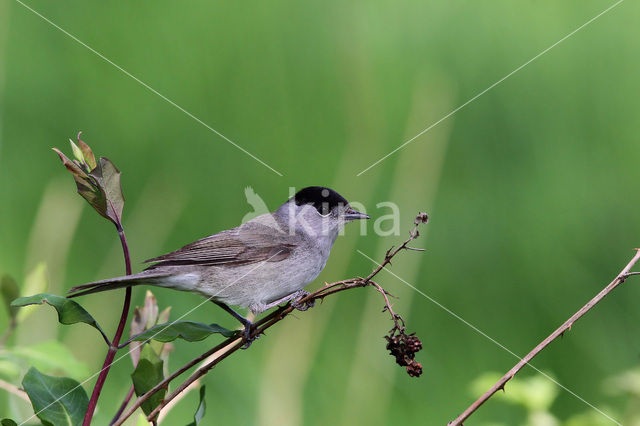 Blackcap (Sylvia atricapilla)