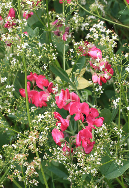 Tuberous Pea (Lathyrus tuberosus)