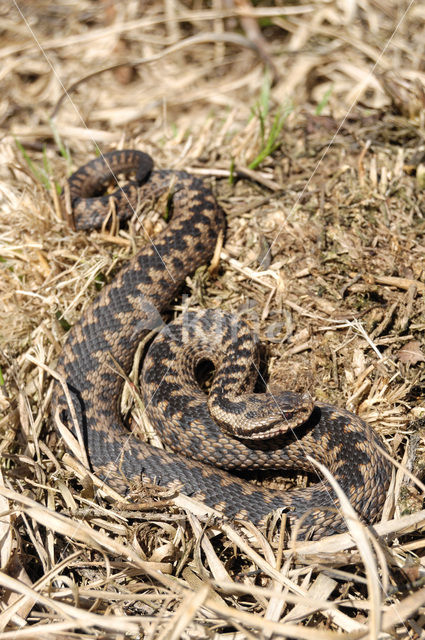 Adder (Vipera berus)